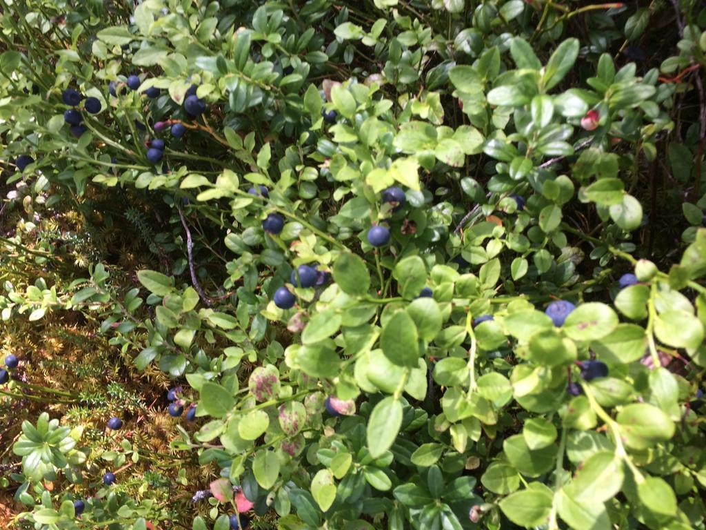 Ellis Garden ξενώνας Vemhån Εξωτερικό φωτογραφία